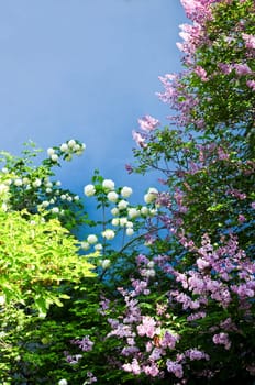 Flower background