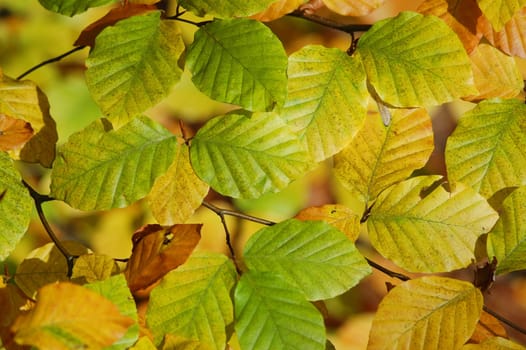 Beech leaves