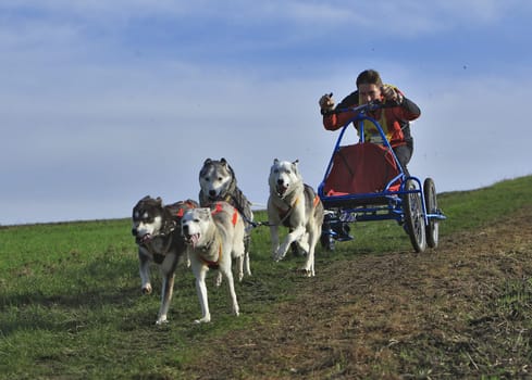 Dog Sled Race