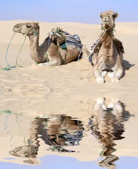 Camels at the Oasis