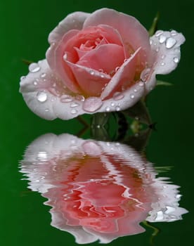 Rose by the Pond