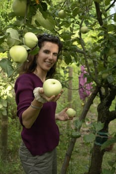 Young woman picking apples