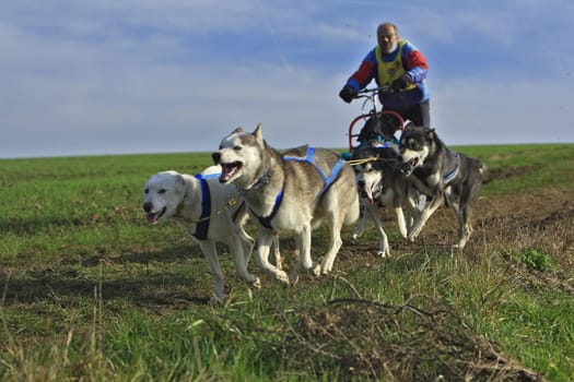 Husky