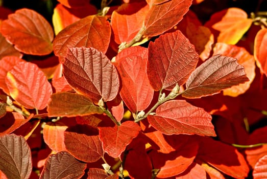 Colorful Leaves