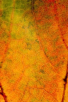 Colorful Leaf