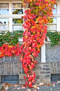 Autumn