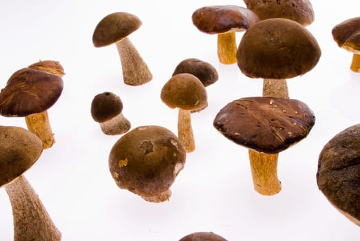 Fungi