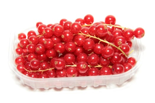 Currant