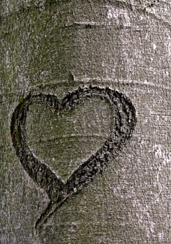 cut into the bark