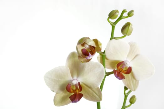 Orchid 01