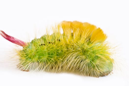 Beech Redstart Caterpillar