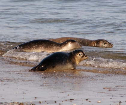 Young seals on Heligoland dune
