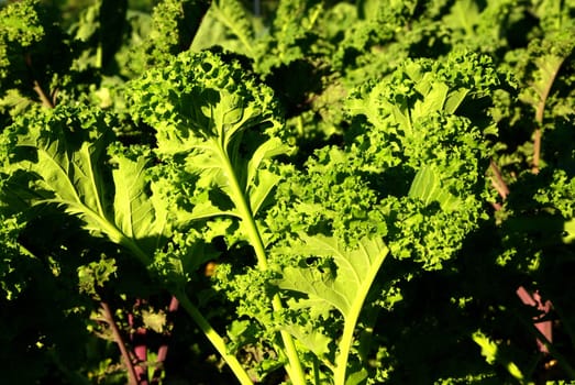 Kale plant