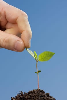 plant