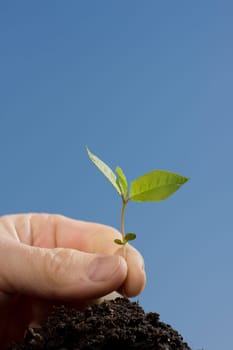 plant