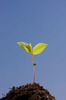 plant