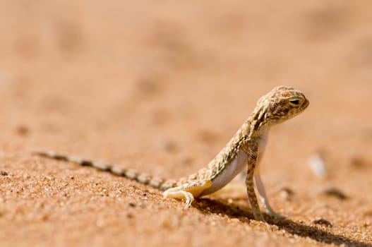 Agama Desert Lizard