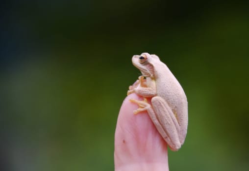Little frog on the fingertip