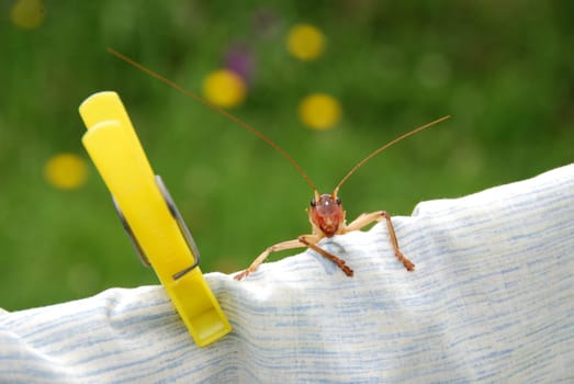Giant grasshopper on the clothesline