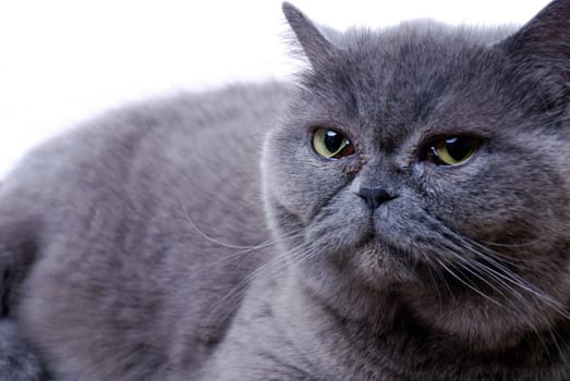 Cat Portrait