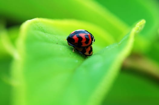 Ladybirds mating on leaf