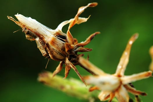 Dry flower with bugs