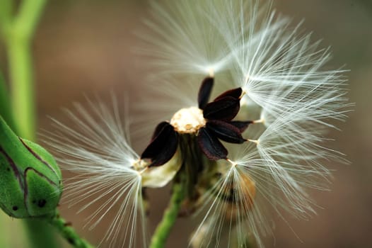 Seeds of head lettuce