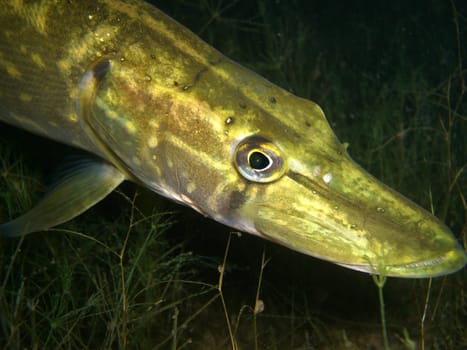 Pike Portrait