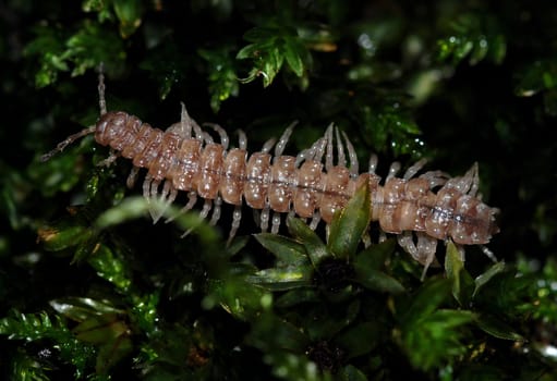 Centipede