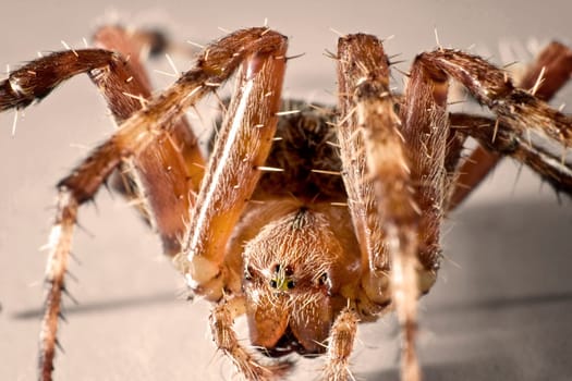 Cross Spider II