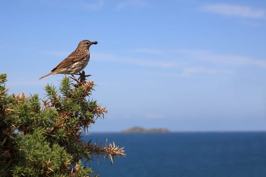 Tree Pipit