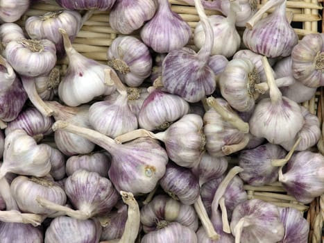 Garlic bulbs