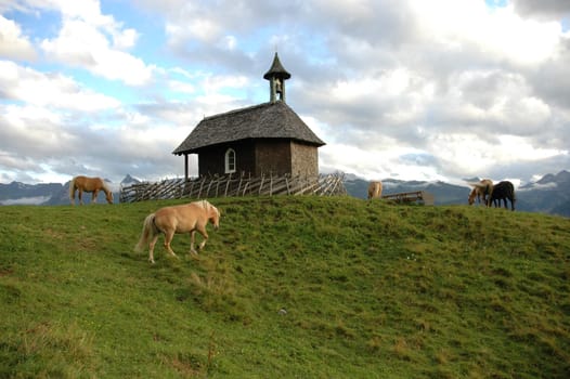 Country idyll - Haflinger in the pasture -