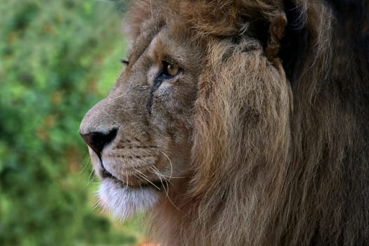 LoewenPortrait