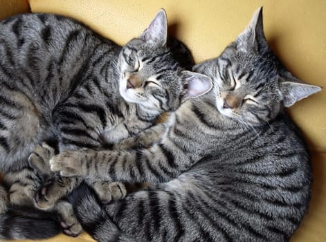 Cat cuddling