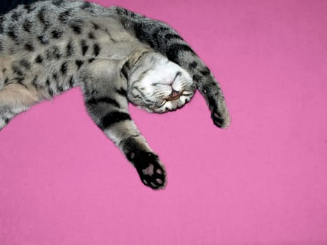 Cat Sleep