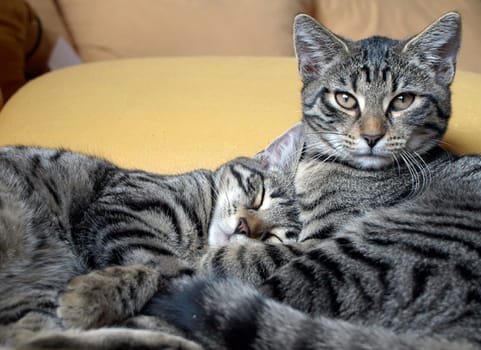 Cat cuddling