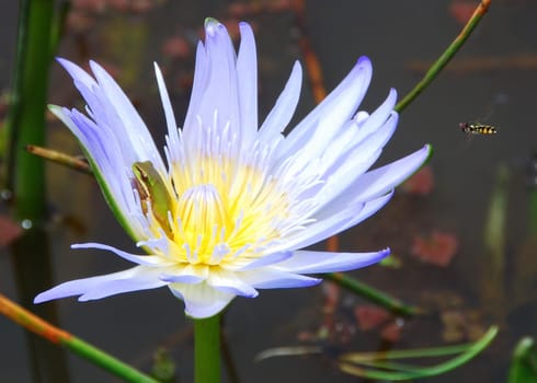 Frog on water lily