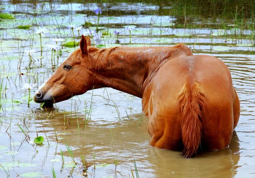 Horse in lily pond