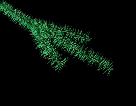 Fir branch
