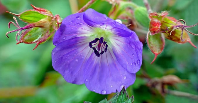 Rainy day in October II