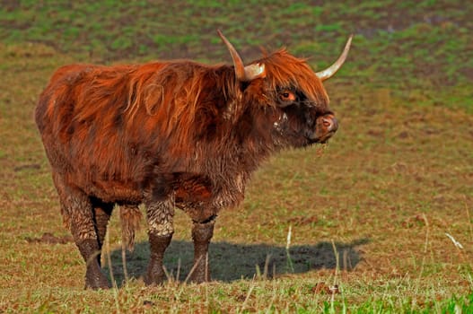 Scottish Highland cattle