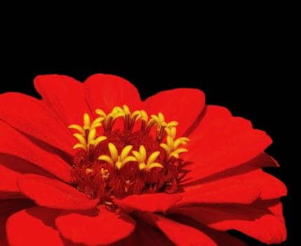 Zinnia peruviana
