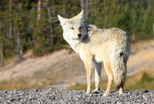 Yellowstone Wolf