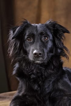 Luca
