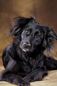 Luca