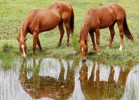 Horses at the pond