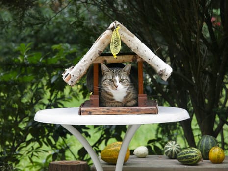 Master of the house