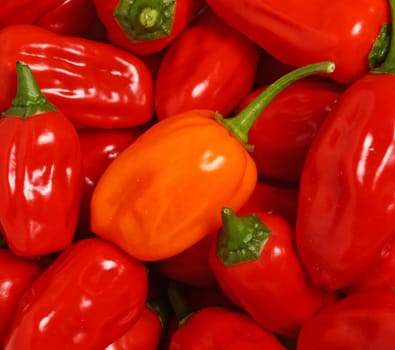 pepper background