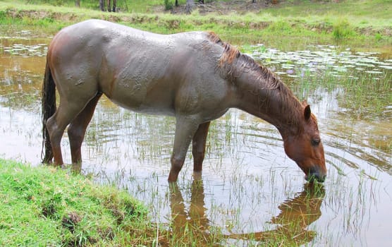 Stallion after the mud bath